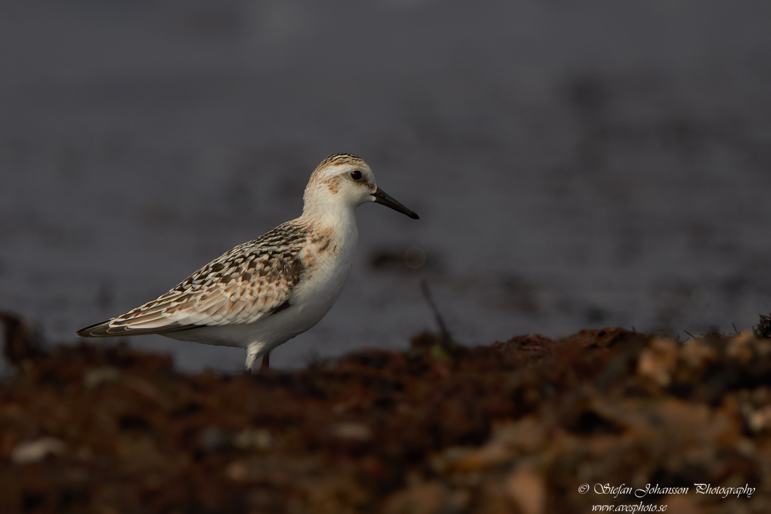 Sandlpare / Sanderling Calidris alba 