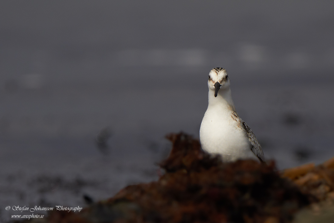 Sandlpare / Sanderling Calidris alba 