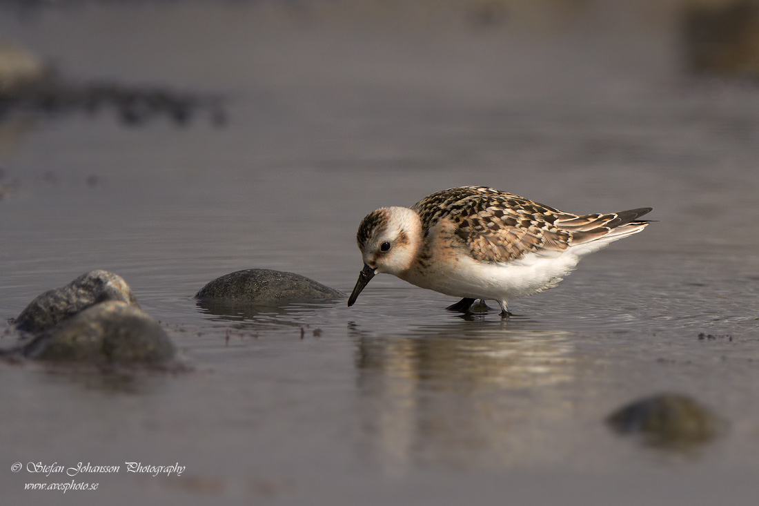 Sandlpare / Sanderling Calidris alba 