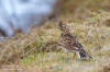 Snglrka / Skylark Alauda arvensis 