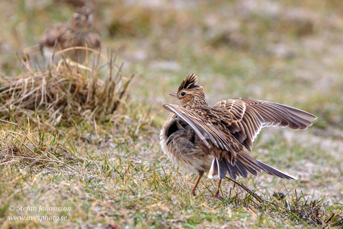 Snglrka / Skylark Alauda arvensis 