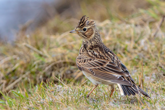 Sånglärka / Skylark