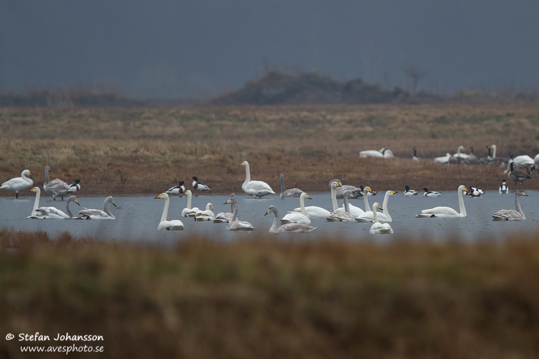 Whooper Swan Cygnus cygnus