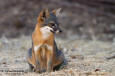 Santa Cruz Island Fox Urocyon littoralis santacruzae 