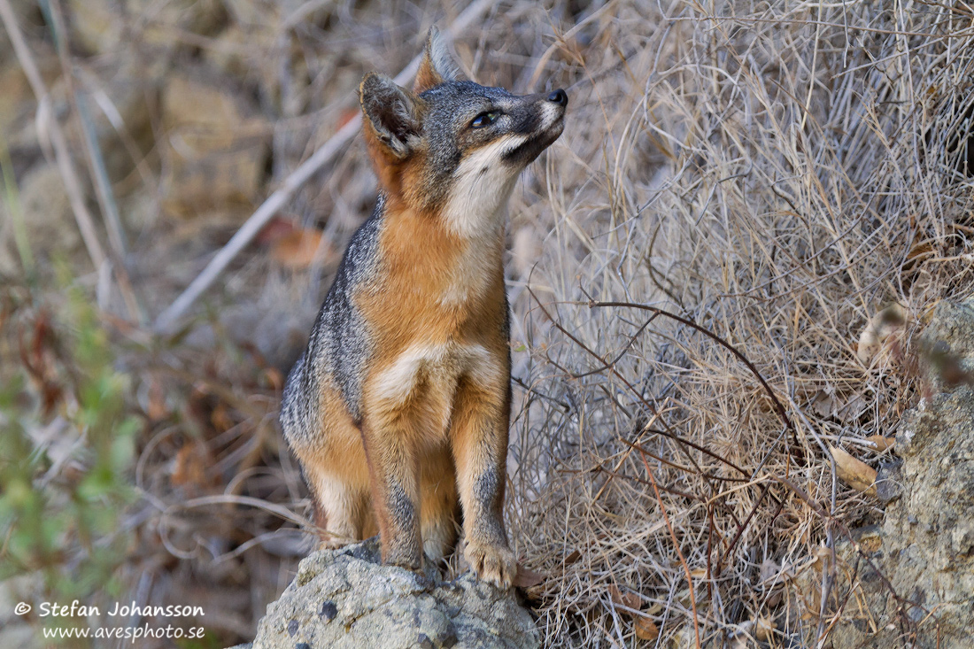 Santa Cruz Island Fox Urocyon littoralis santacruzae 