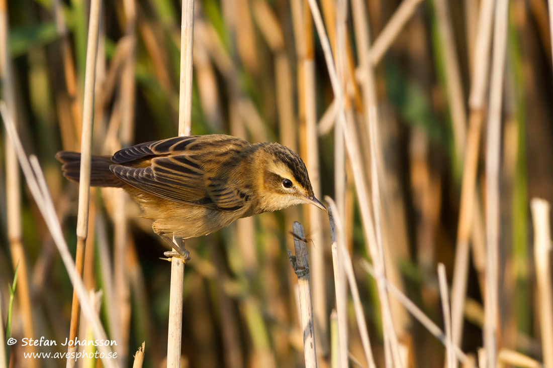 Svsngare / Sedge Warbler Acrocephalus schoenobaenus 