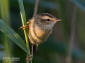 Svsngare / Sedge Warbler Acrocephalus schoenobaenus 