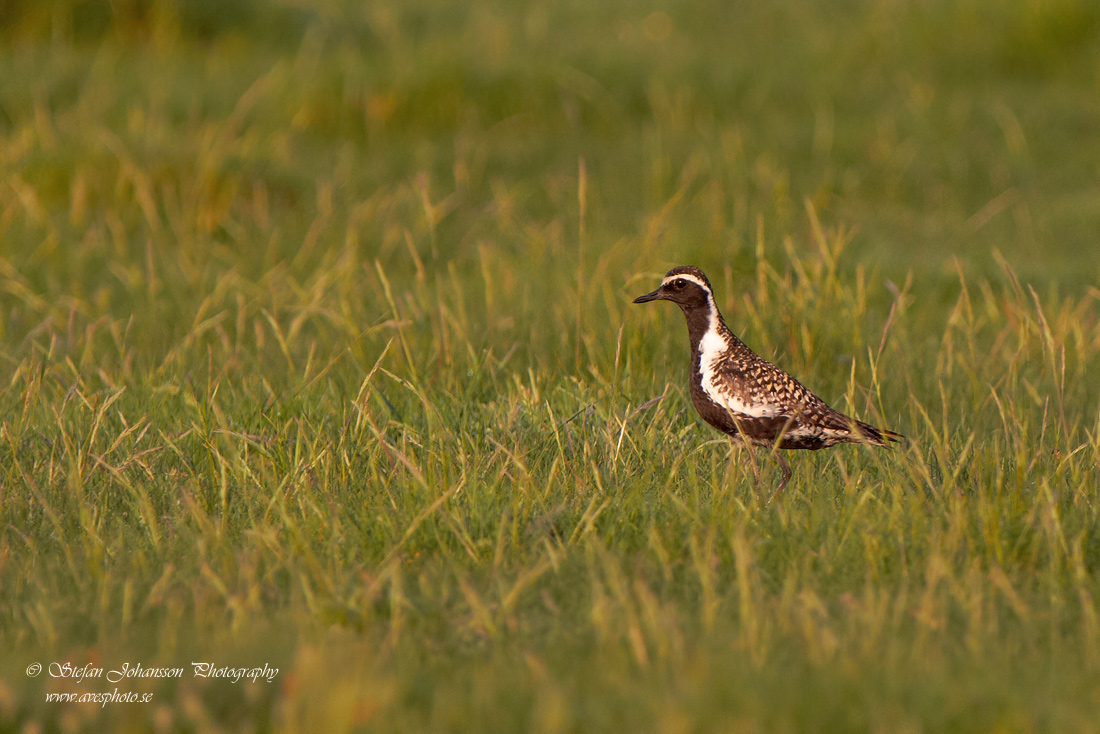 Sibirisk tundrapipare / Pacific Golden Plover Pluvalis fulva