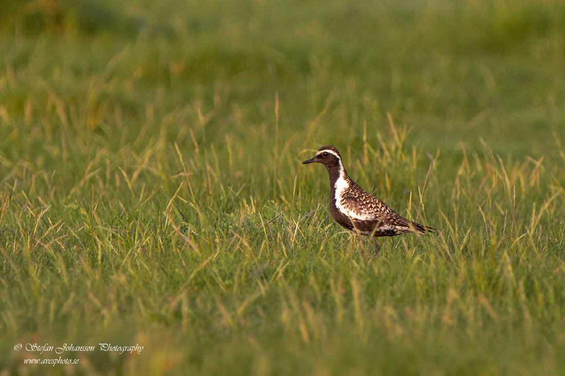 Sibirisk tundrapipare / Pacific Golden Plover Pluvalis fulva