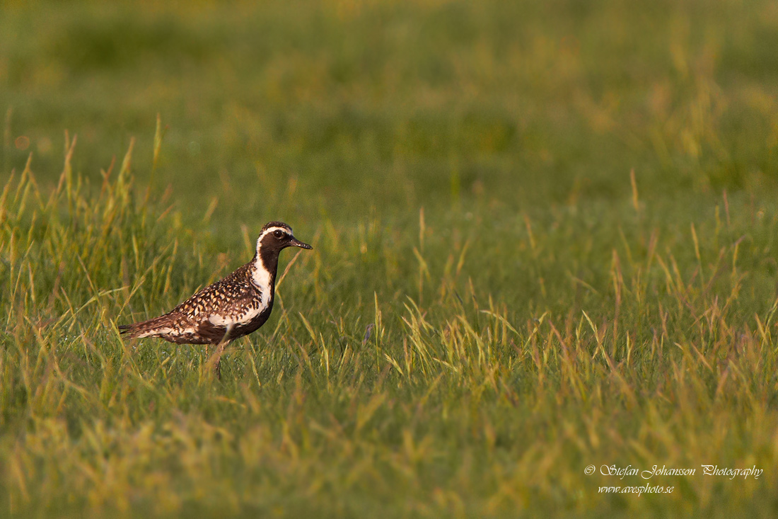 Sibirisk tundrapipare / Pacific Golden Plover Pluvalis fulva