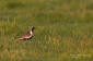 Sibirisk tundrapipare / Pacific Golden Plover Pluvalis fulva