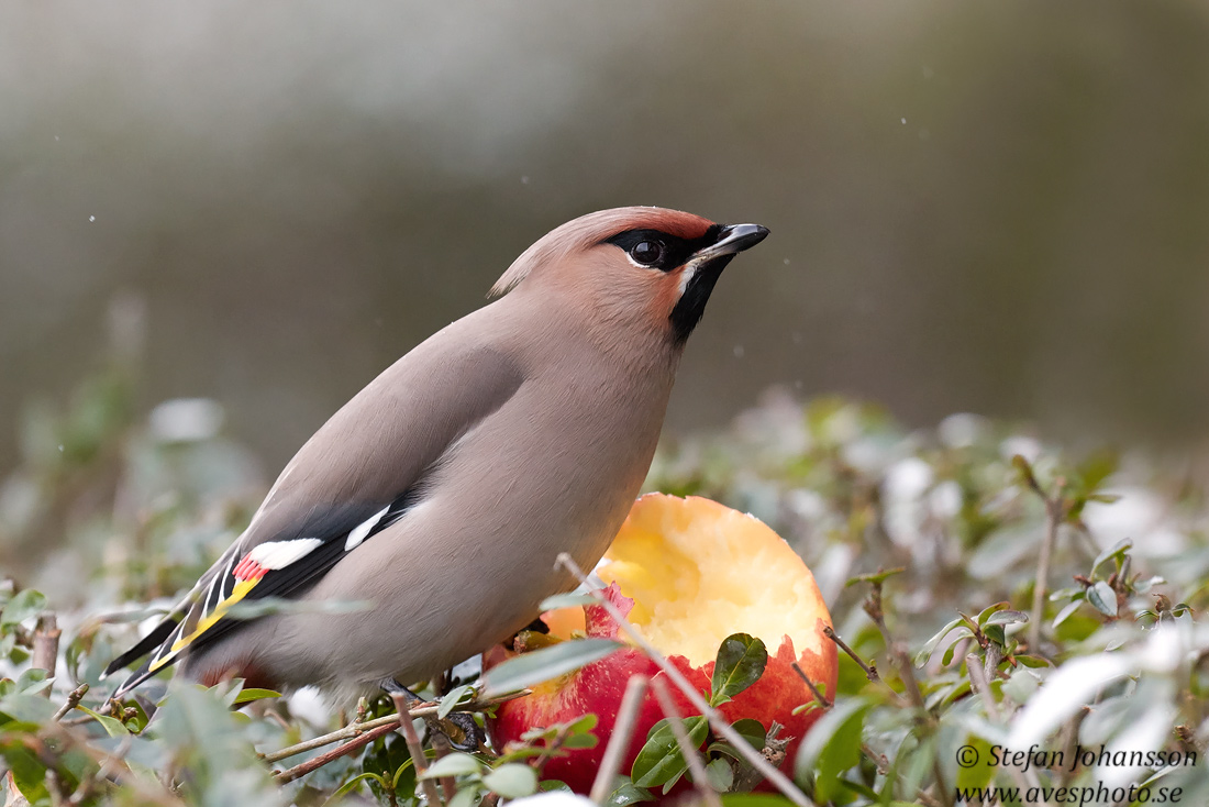 Sidensvans / Waxwing 