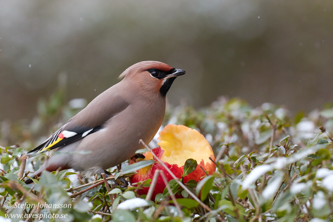 Sidensvans / Waxwing 