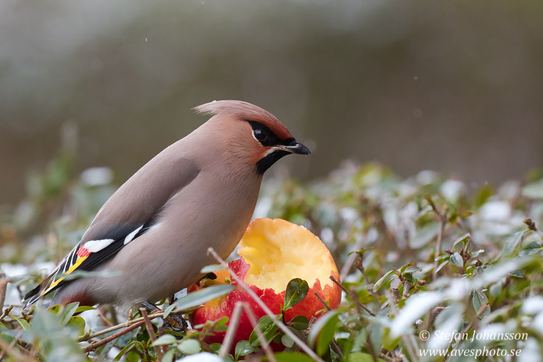 Sidensvans / Waxwing 