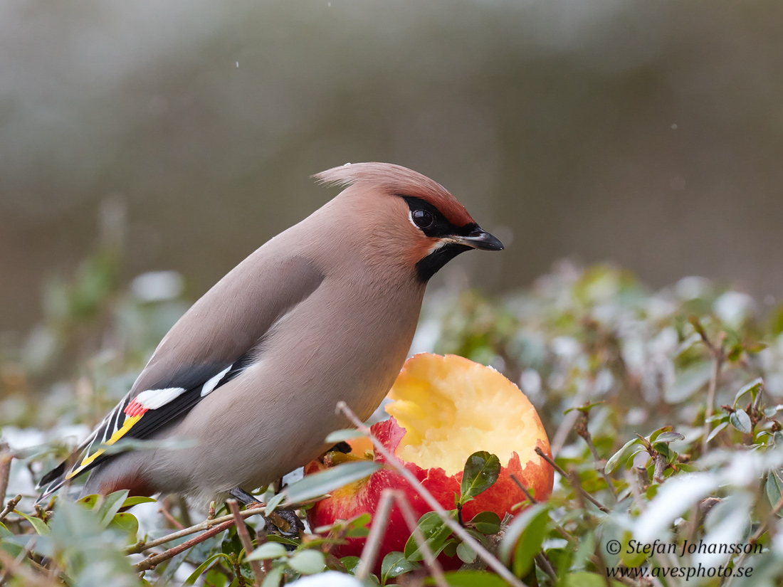 Sidensvans / Waxwing 