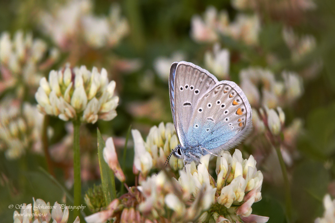 Silverblåvinge / Amanda´s Blue Polyommatus amandus 