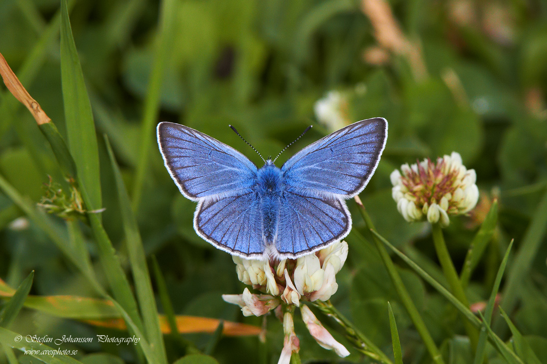 Silverblåvinge / Amanda´s Blue Polyommatus amandus 