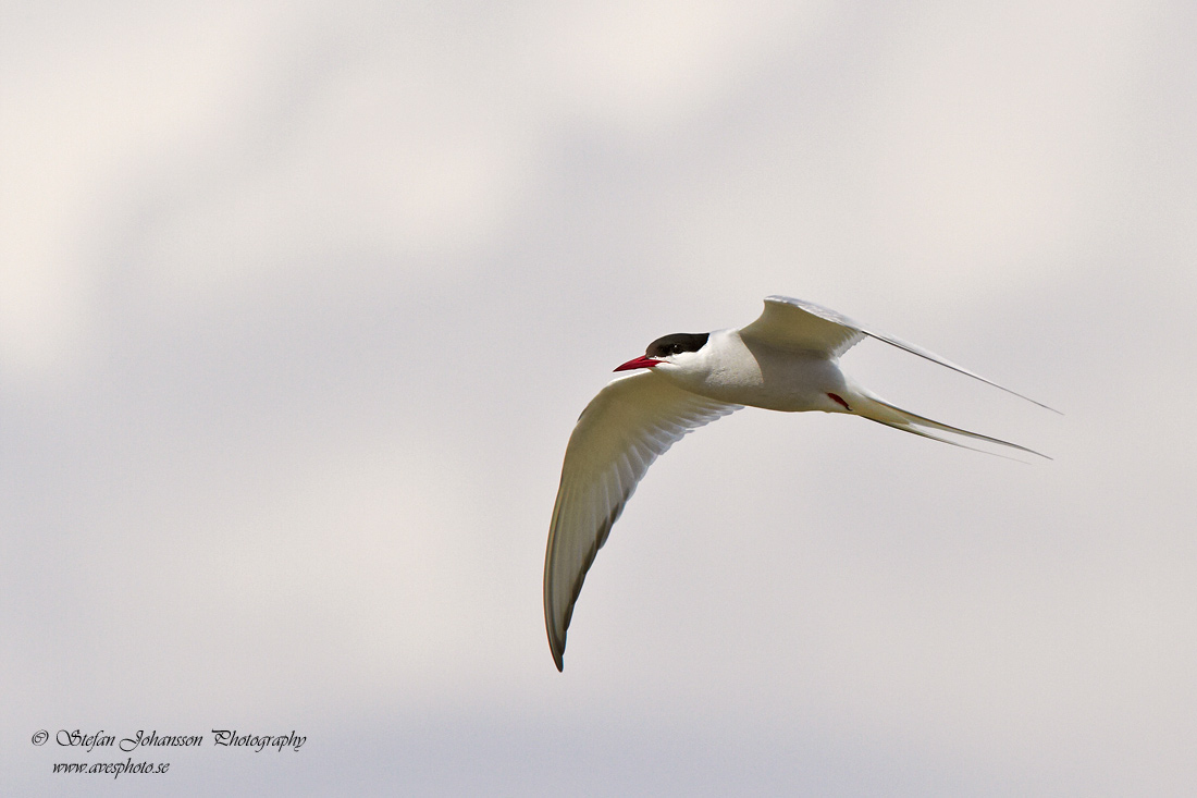 Silvertärna / Artic Tern Sterna paradisaea 