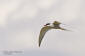 Silvertrna / Artic Tern Sterna paradisaea 