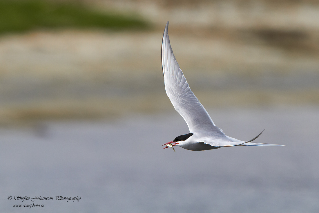 Silvertrna / Artic Tern Sterna paradisaea 