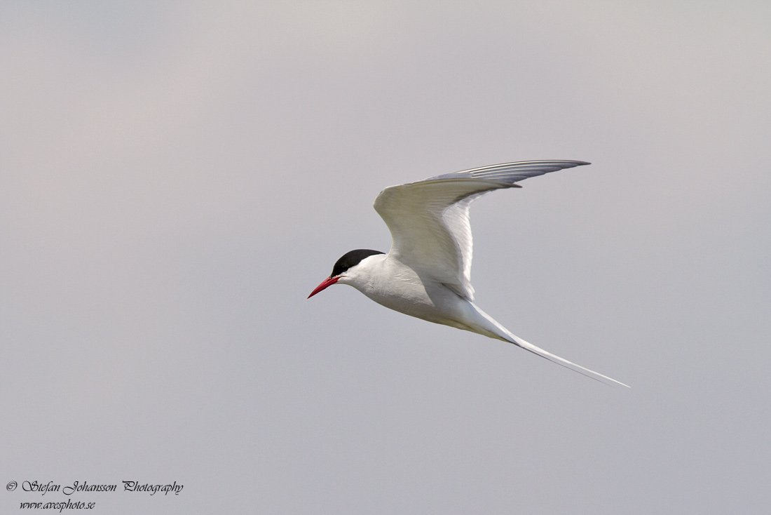 Silvertrna / Artic Tern Sterna paradisaea 