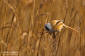 Skggmes / Bearded Tit Panurus biarmicus 