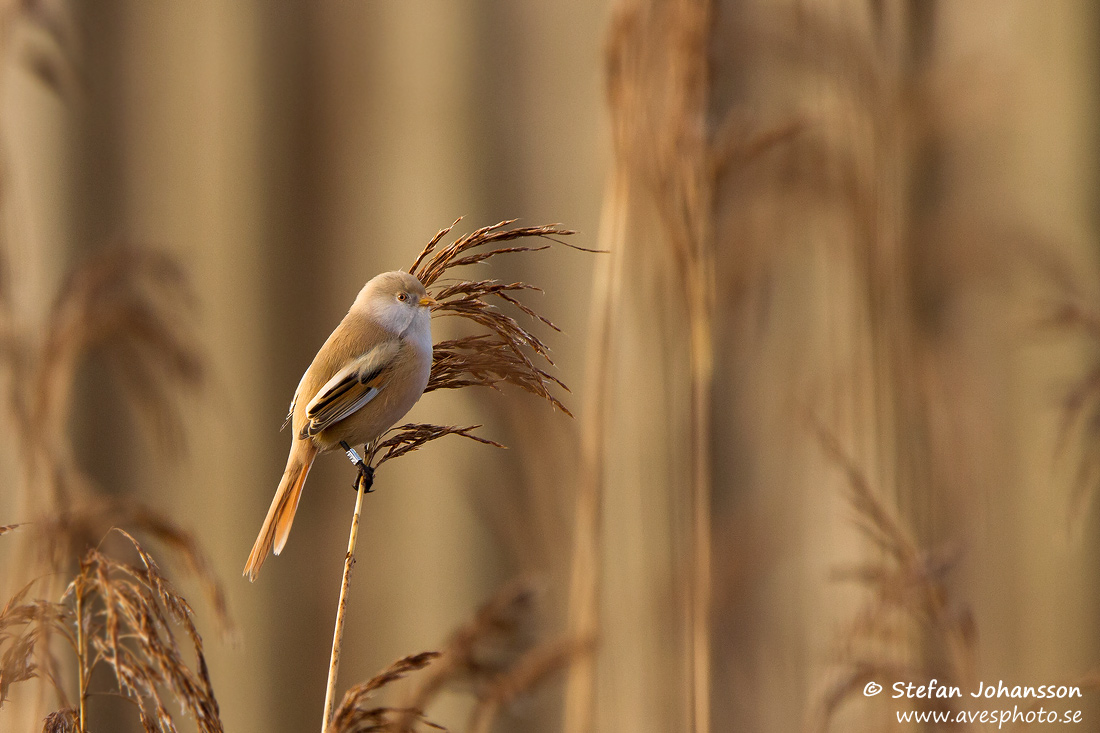 Skggmes / Bearded Tit Panurus biarmicus 