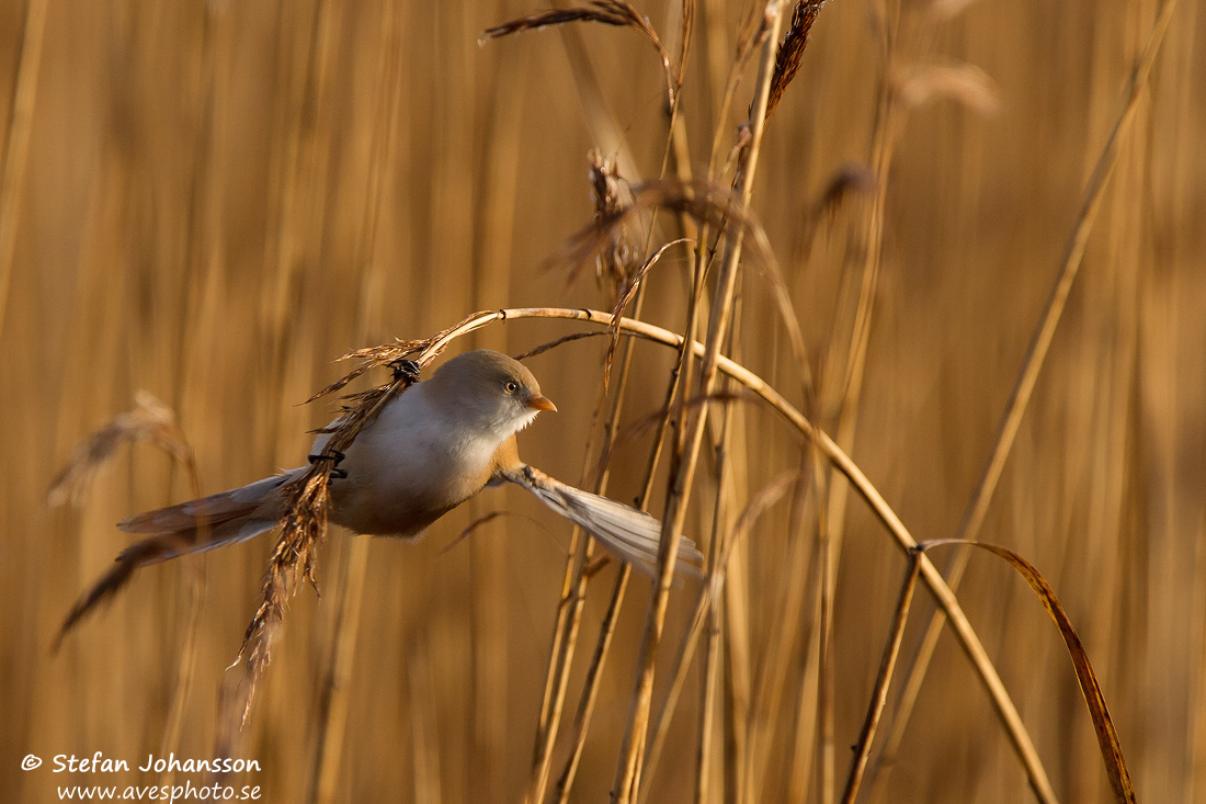 Skggmes / Bearded Tit Panurus biarmicus 