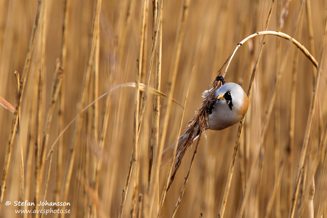 Skggmes / Bearded Tit Panurus biarmicus 