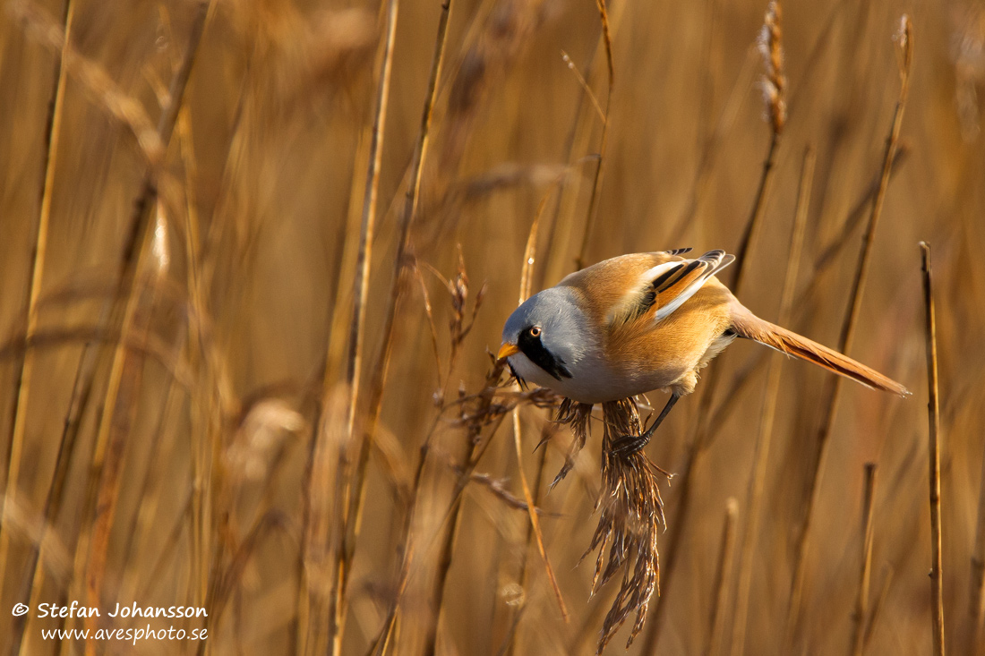 Skggmes / Bearded Tit 