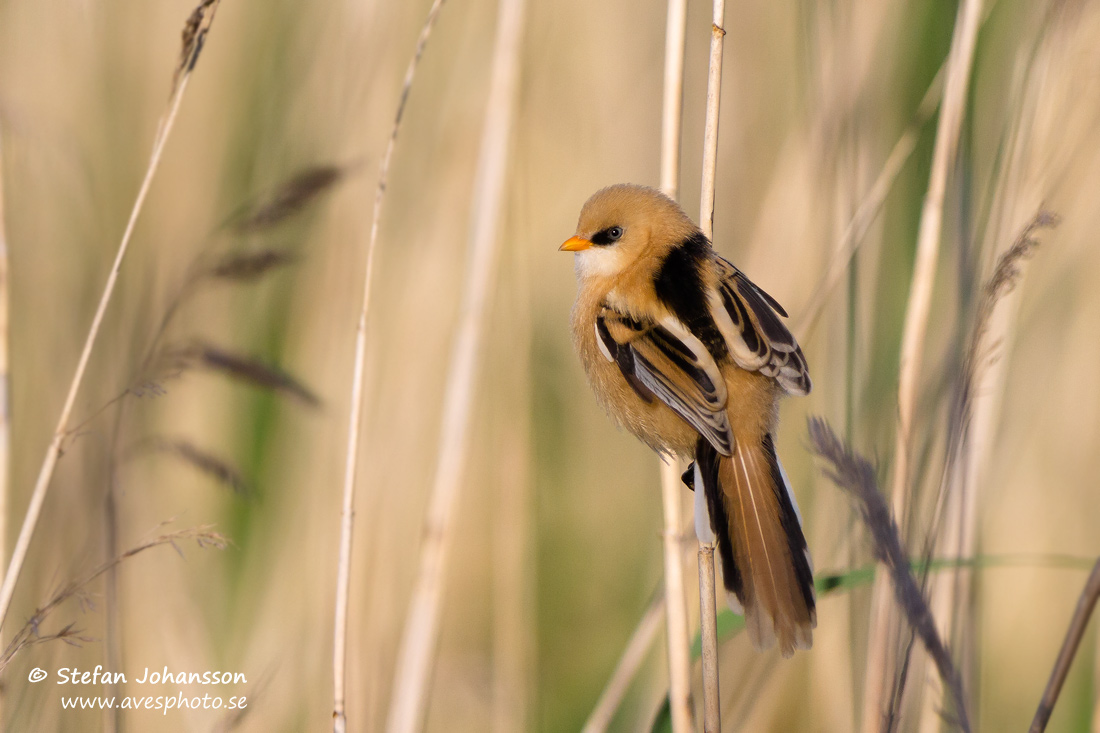 Skggmes / Bearded Tit Panurus biarmicus 