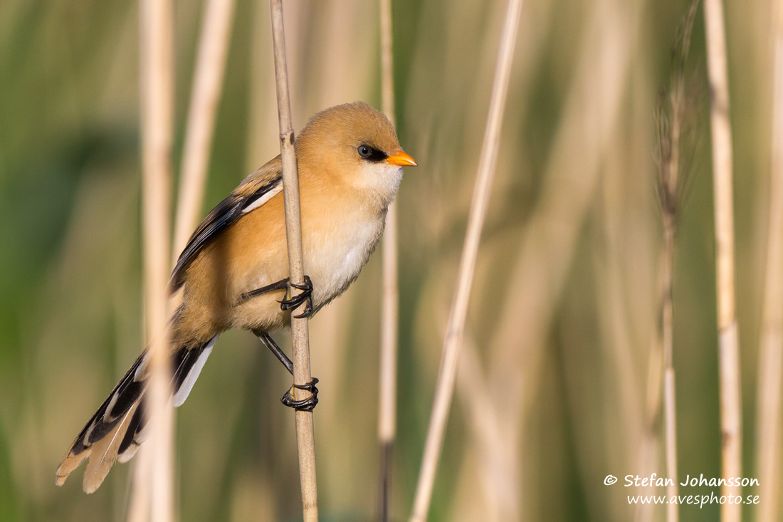 Skggmes / Bearded Tit Panurus biarmicus 