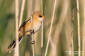 Skggmes / Bearded Tit Panurus biarmicus 