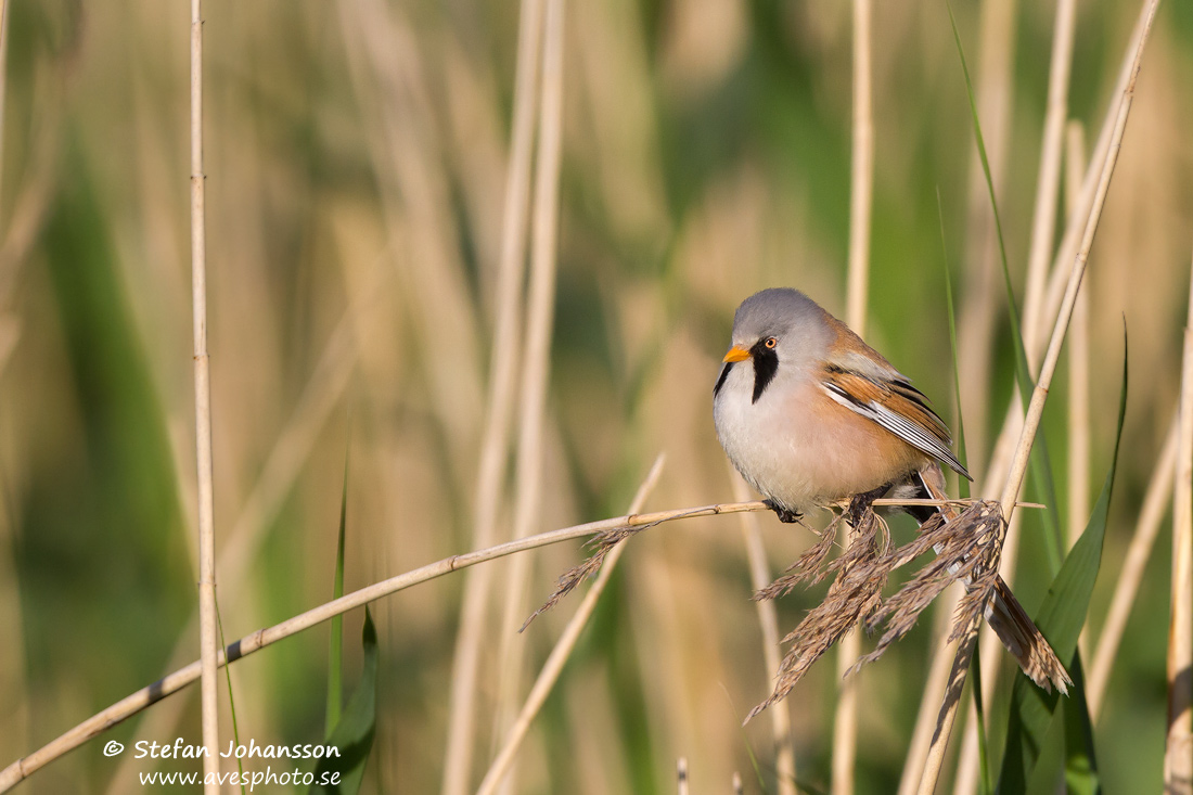 Skggmes / Bearded Tit Panurus biarmicus 