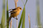 Skggmes / Bearded Tit 