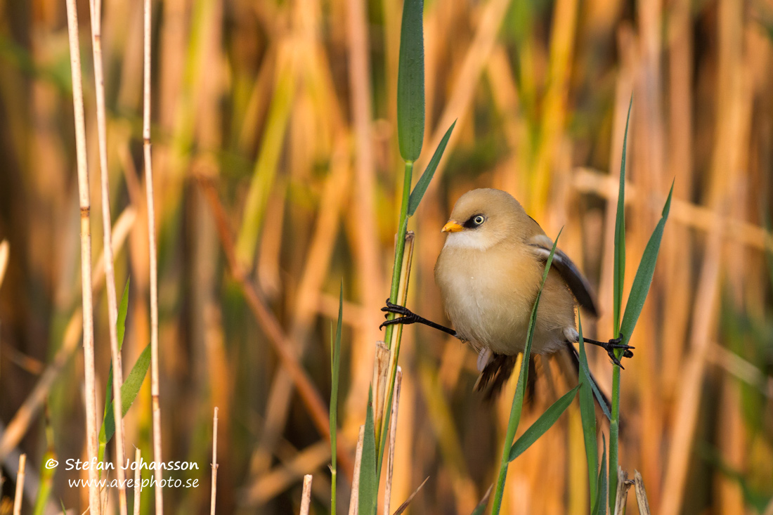 Skggmes / Bearded Tit 