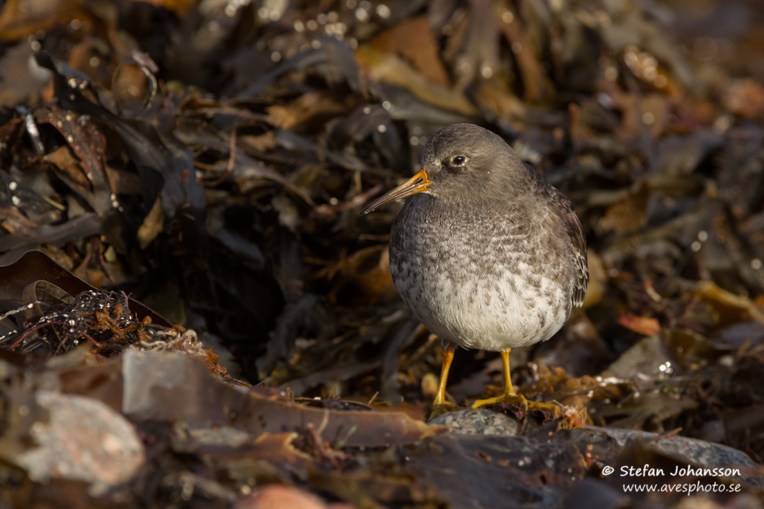 Skrsnppa / Purple Sandpiper 