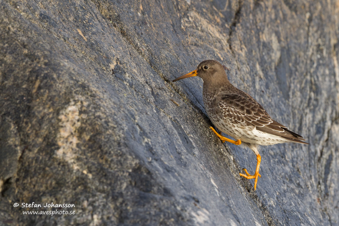 Skrsnppa / Purple Sandpiper 