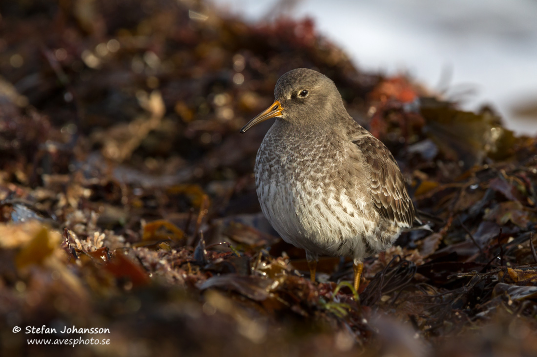 Skrsnppa / Purple Sandpiper 