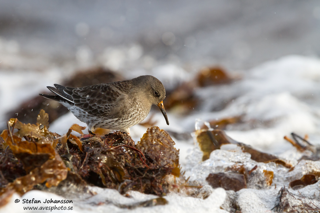 Skrsnppa / Purple Sandpiper Caalidris maritima 