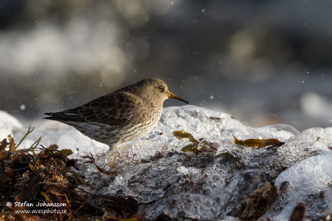 Skrsnppa / Purple Sandpiper Caalidris maritima 