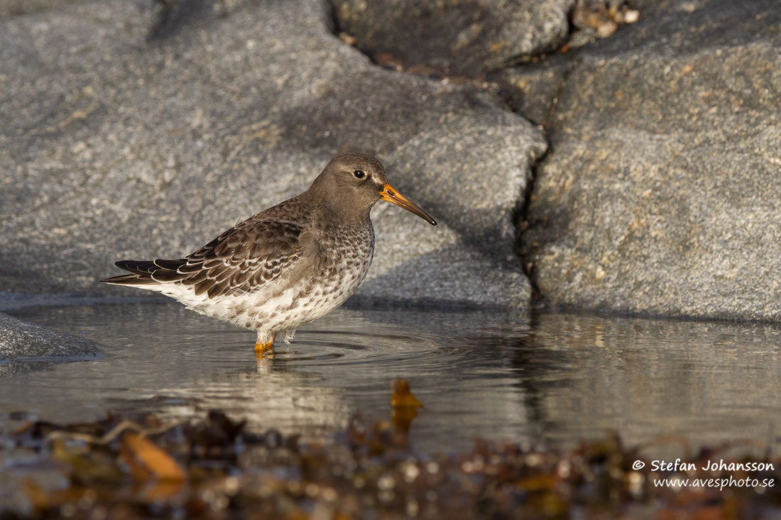 Skrsnppa / Purple Sandpiper Caalidris maritima 