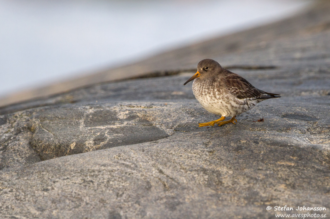 Skrsnppa / Purple Sandpiper Caalidris maritima 