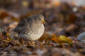 Skrsnppa / Purple Sandpiper Caalidris maritima 