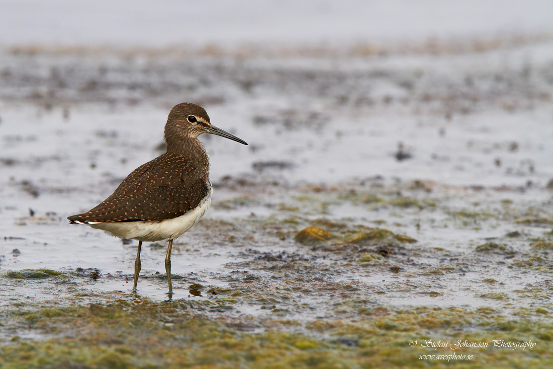 Skogssnppa / Green Sandpiper Tringa ochropus 