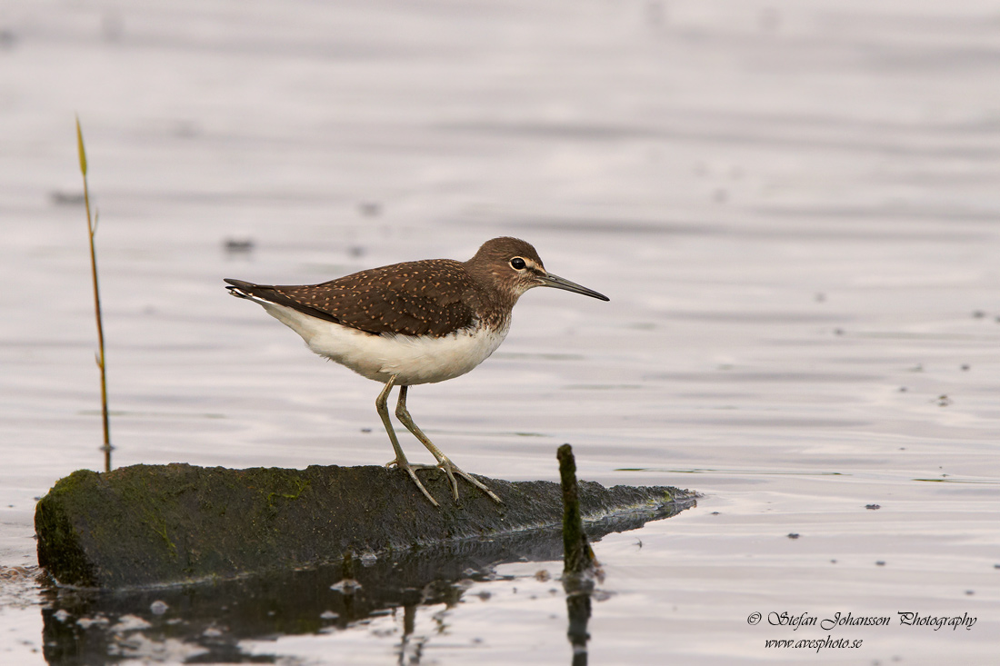 Skogssnppa / Green Sandpiper Tringa ochropus 