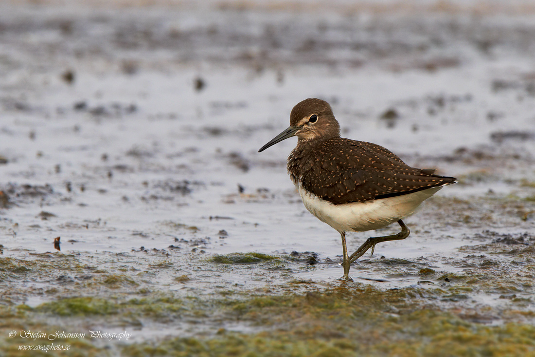 Skogssnppa / Green Sandpiper Tringa ochropus 