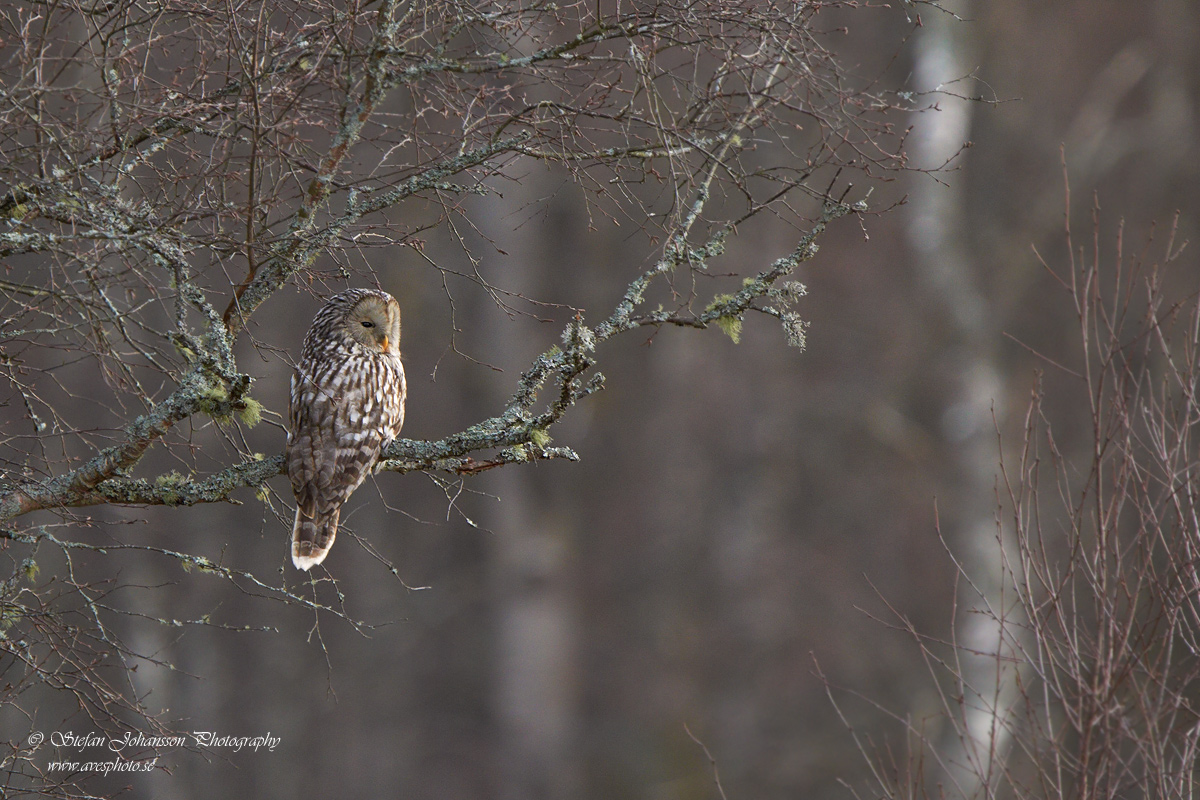 Slaguggla / Ural Owl Strix uralensis