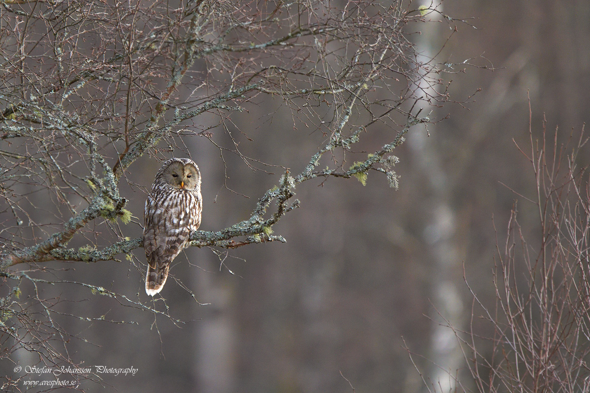 Slaguggla / Ural Owl Strix uralensis