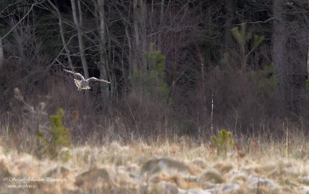 Slaguggla / Ural Owl Strix uralensis